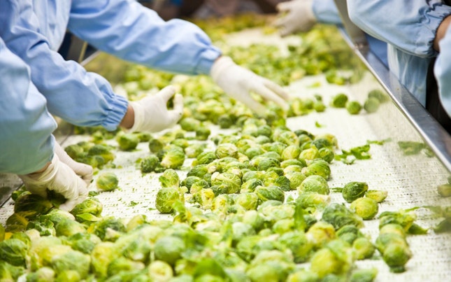 harvested-brussels-sprouts-on-conveyor-belt-in-food-plant.cdn