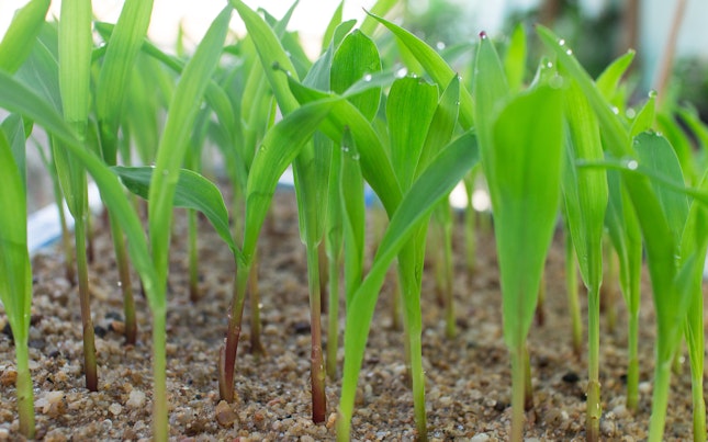 seed-sprout.cdn