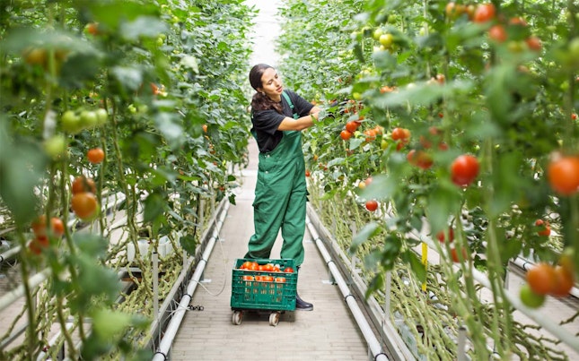 worker-picking-tomatoes.cdn