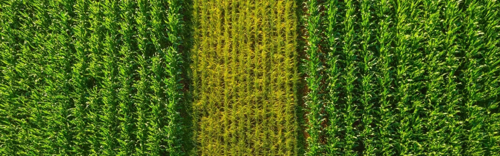 aerial-view-of-green-maize-field.cdn.en.1.